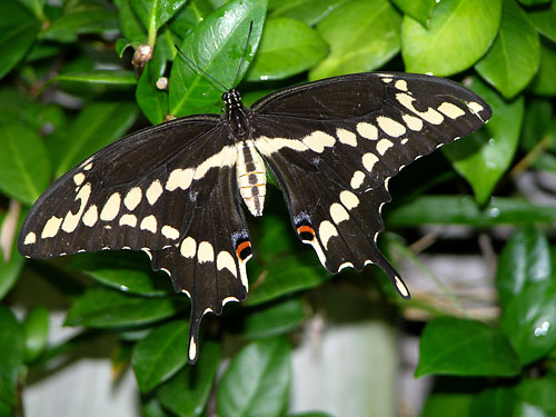 BEAUTIFUL BUTTERFLY: 
Giant Swallowtail by Cherie Bender
