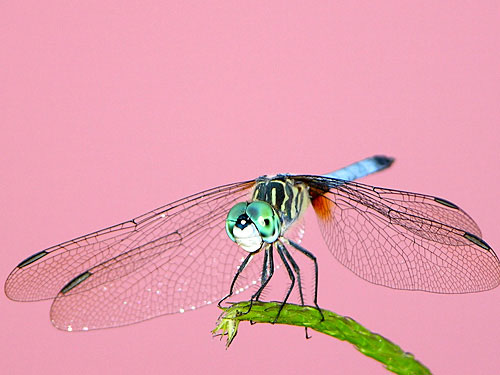 DRAGONFLY IN THE PINK by Cherie Bender