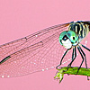 DRAGONFLY IN THE PINK