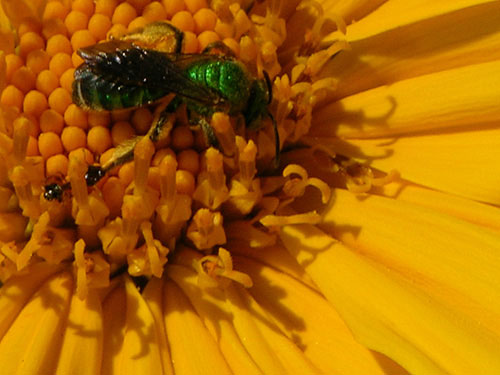 It Aint Easy Being Green by Cherie Bender