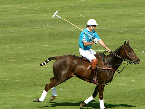 Boca Raton Polo by Cherie Bender