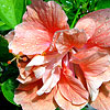 Hibiscus Flower